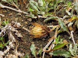 Image result for Dicoma capensis