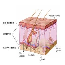 Sometimes, though, what you think is an ingrown hair is actually a more serious issue like folliculitis, staph infections, or even a recurrent cyst. Ingrown Hair Treatment Victorian Cosmetic Dermal Clinics