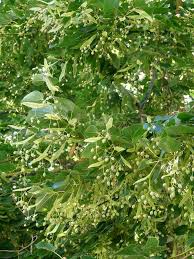 Infusion De Tila O Te De Tilo Plantas Medicinales Plantas Hierbas