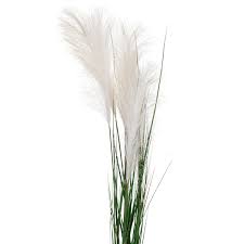 Image result for pampas grass