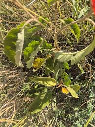 Image result for Solanum campylacanthum 'incanum type'