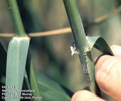 Image result for Neyraudia