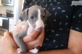 Lightening Italian Greyhound Puppy For Sale Near Orlando Florida 5b2811b5 3f31 Greyhound Puppy Italian Greyhound For Sale Italian Greyhound