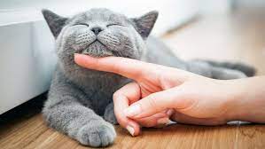 It's a matter of pairing something she loves with a simple cue. 10 Science Backed Tips For Getting A Cat To Like You Mental Floss