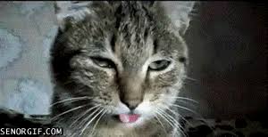 Browse latest funny, amazing,cool, lol, cute,reaction gifs and animated pictures! Cat Gif Of The Day Cat Waggles His Tongue