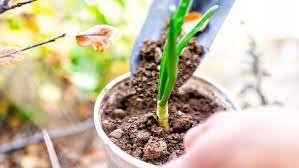 Cuma saja kategori sarana tanamnya tidak sama maka memerlukan perlakuan khusus. Tips Menanam Daun Bawang Dalam Pot Cukup Di Pekarangan Rumah