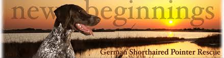 He was born in my house and is literally afraid of both birds and guns. Nbgsprescue 501 C Holistic Alternative Rescue For German Shorthaired Pointers