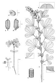 Image result for Crotalaria cylindrocarpa