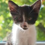 Unsere katze wird seit dem … vermisst. Katze Vermisst Gratis Vorlage Fur Vermisstenanzeige Katzeo De