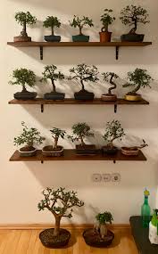 Rustic rope hanging shelves for wall wood window plant shelf indoor 3 tier dark brown shpfrlsstreasures 4.5 out of 5 stars (43) $ 35.00. Made Some Wall Shelves For The Indoor Trees The Shelves Are Placed Right Next To An Open Window So The Trees Are Half Outdoors D Bonsai