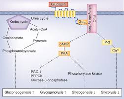 Glucagon is classically described as a counterregulatory hormone that plays an essential role in the protection against hypoglycemia. The Biology Of Glucagon And The Consequences Of Hyperglucagonemia Biomarkers In Medicine