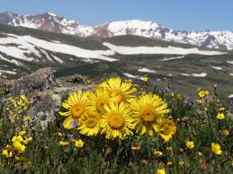 In the great smoky mountains, mother nature shows her sense of colorful botanical accessories with beautiful, delicate, and stunning appalachian wildflowers. 6 Best Places To See Wildflowers Around Estes Park