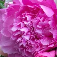 Roses, tulips, lilies, daisies, irises, orchids, poms Fleur Santa Monica Flowers