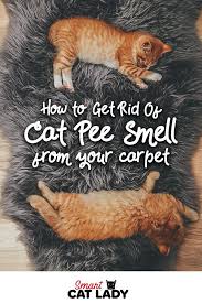 How To Get Rid Of Cat Pee Smell From Carpet In 2020 Cat Pee Smell Cat Pee Pee Smell