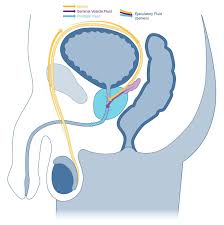 Image result for Prostate Anatomy