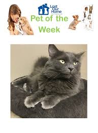 What are some popular pet friendly hotels in flagstaff with a 3 star rating? Lost Our Home Pet Rescue Pet Of The Week Meet Foxy Arizona News