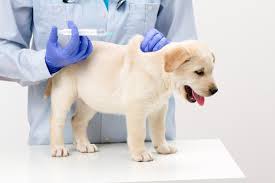 vaccination schedule for puppies adult dogs petsone pk