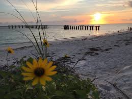 Image result for Faroa pusilla