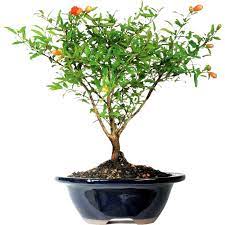Your tree may not exactly look like this. Buy Pomegranate Anar Plant Bonsai Tree Online At Plantsguru Com