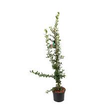 Image result for Pyracantha coccinea red column