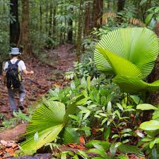 Lambir hills national park (q6481482). Malaysia Reisen Exotik Erleben A E Erlebnisreisen