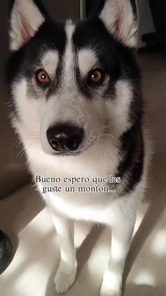 #perritoslindos????❤️️ #perritostiernos #perritos #oreooreganito