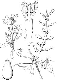 Image result for Loranthaceae