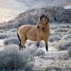 Buckskin dressage pre andalusian stallion, falke andalusier, spanisch pferd.andalusianssporthorses. 1