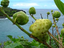 Image result for Morinda