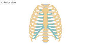 They are somewhat rare, but not too valuable. Structure Of The Ribcage And Ribs