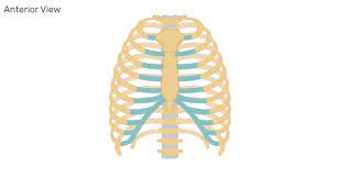 Each pair is numbered based on their attachment to the sternum, a bony process at the front of the rib cage which serves as an anchor point. Structure Of The Ribcage And Ribs