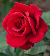 Amor Variadas Flores Added A New Amor Variadas Flores
