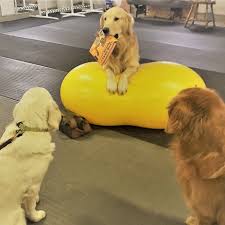 Veterinarians offer general and emergency pet care services. Bird And Exotic Pet Wellness Center Home Facebook