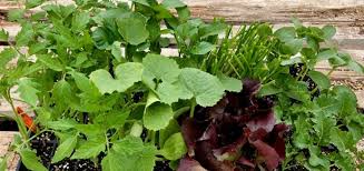 Growing your own vegetables at home is a rewarding experience. Order Your Home Garden Vegetable Herb Plants Farmers Artisans