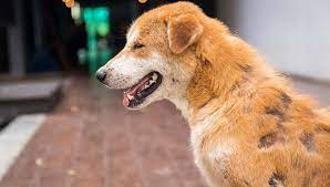 Malnutrition In Dogs What Pet Owners Must Know Top Dog Tips