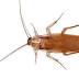 Cockroach