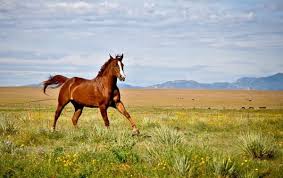270 s page rd colorado springs, co 80930. Serenity Hills Ranch 270 S Page Rd Colorado Springs Co Horse Care Mapquest