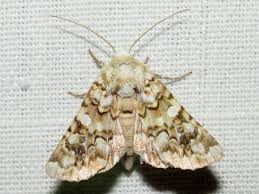 Image result for Hadena irregularis