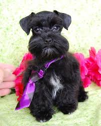 Black And White Schnauzer For Sale Miniature Toy Teacup Schnauzers For Sale Toy Teacup Miniature Schnauzer Puppies Schnauzer Puppy Miniature Schnauzer Puppies Schnauzer