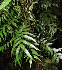 Image result for Arthropteris anniana