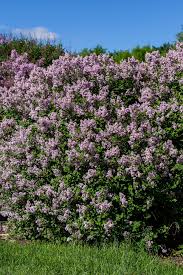 Image result for Syringa meyeri ´Palibin