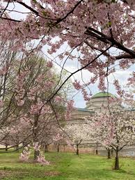 We did not find results for: Cherry Blossoms Have Bloomed At Jackson Park Chicago