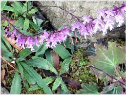 Image result for Stenoglottis