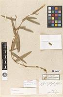 Image result for Eriosema angolense