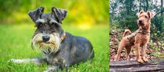 We did not find results for: Schnauzer Vs Irish Terrier Breed Comparison Mydogbreeds