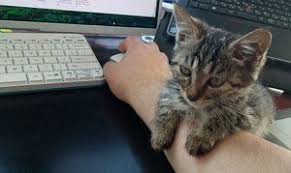 https twitter com junsugawara status 905602346272473088 photo 1 のtwitter検索結果 yahoo リアルタイム検索 動物 おもしろ 動物おもしろ画像 猫