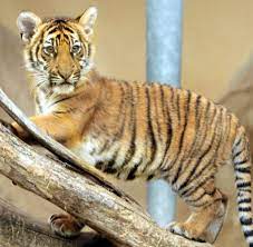 … the tiger is the largest cat species. Rettung Im Zoo Frau Rettet Tigerbaby Mit Mund Zu Maul Beatmung Welt
