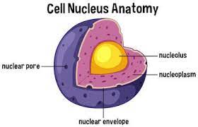 The nucleus is bound by a double membrane layer that forms the capsule or the envelope. What Is Cell Nucleus Its Structure And Function Micro B Life