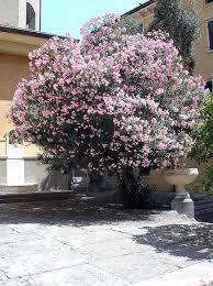 Maybe you would like to learn more about one of these? 10 Arbustos Resistentes Al Frio Para El Jardin Pisos Al Dia Pisos Com