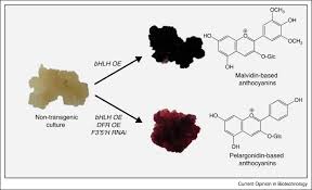 Cell culture company remains committed to meeting our customers' needs. Prospects For The Use Of Plant Cell Cultures In Food Biotechnology Sciencedirect
